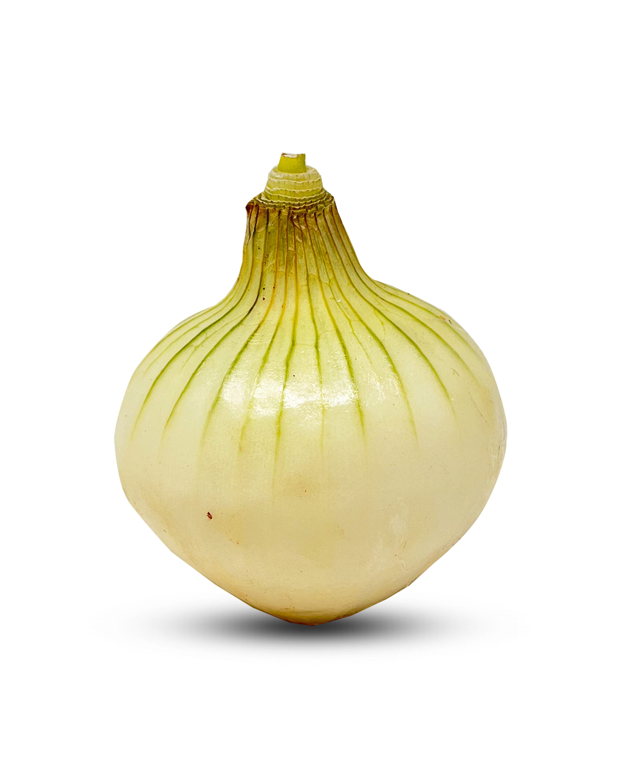 Fresh Onion Head