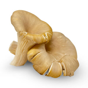 Oyster Mushrooms