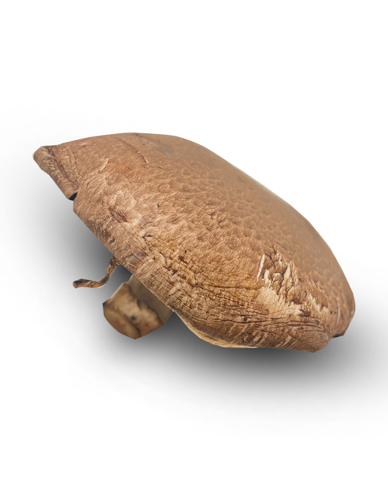 Portabello Mushrooms