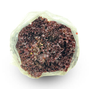 Lollo Rosso (Per Piece)