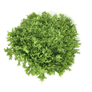 Frisee CY (Per Piece)