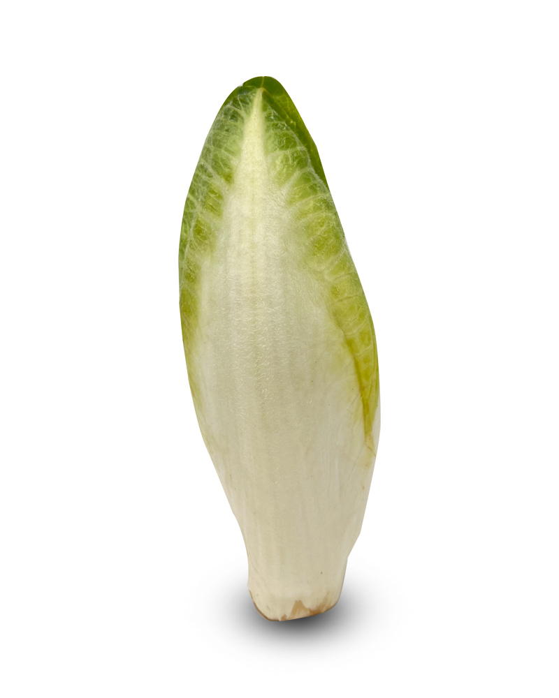 Chicory