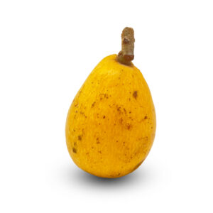 Loquat Extra CY